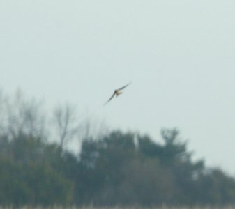 IMG 0767c Barn Swallow Whispering Willows Area Kankakee Co IL 10-29-2016