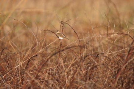 IMG 5612c Grasshopper Sparrow Pembroke Savannah Kankakee Co IL 10-11-2017