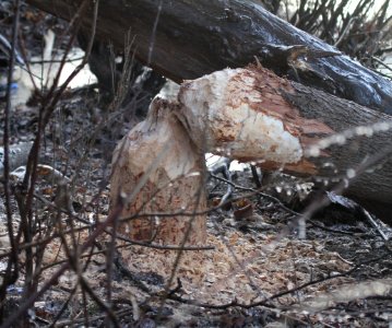 IMG 3510c Beaver Tree Perry Farm Park Bourbonnais IL 1-13-2017