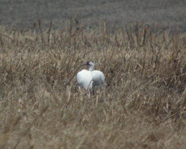 IMG 9548cg Whooping Crane Kankakee Co IL 3-6-2017