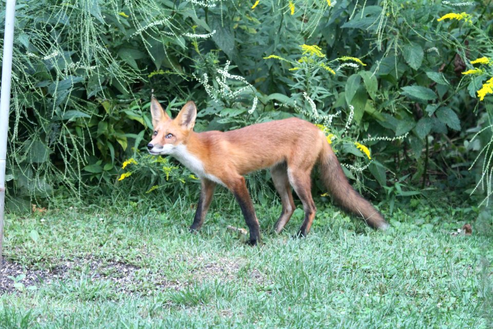 IMG 1308 Red Fox Hse Kankakee IL 8-25-2018