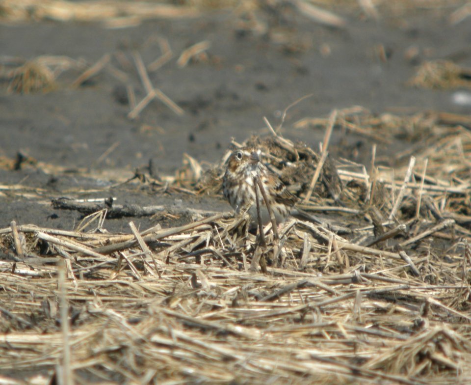 DSCN9787c Vesper Sparrow Whispering Willows Area Kankakee Co IL 3-24-2017