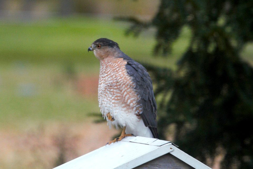 IMG 3125c Cooper's Hawk Hse Kankakee IL 11-7-2018
