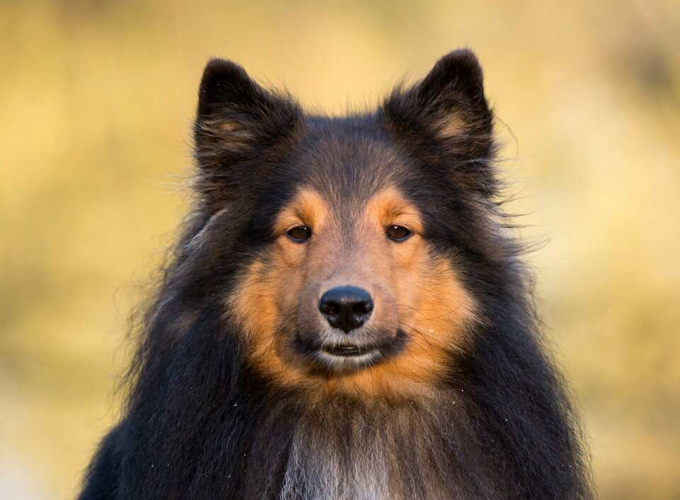 Dog sheltiie close up