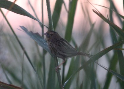 IMG 0995c Le Conte's Sparrow Whispering Willows Area Kankakee Co IL 11-4-2016