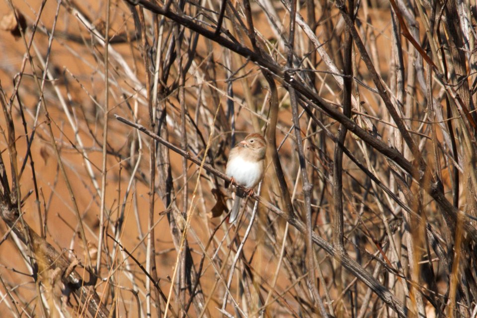 IMG 3493c Field Sparrow LeVasseur Park-Perry Farm Kankakee Co IL 12-9-2018