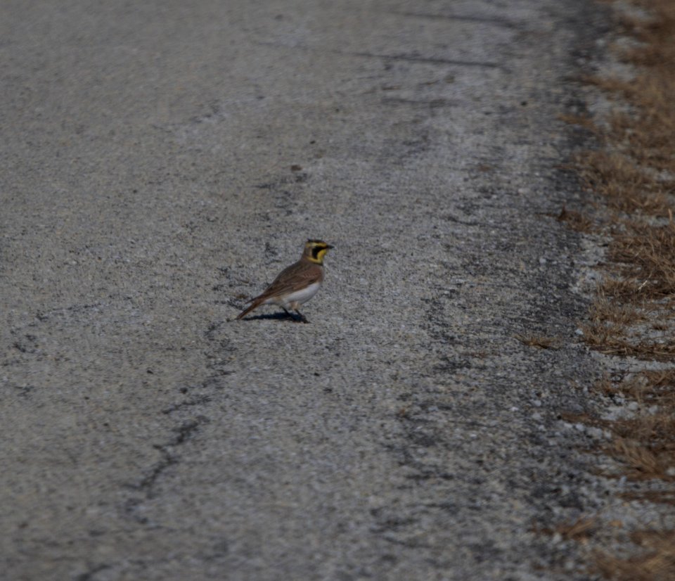 IMG 3397c Horned Lark Kankakee River SP Kankakee Co IL 12-31-2016