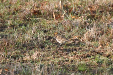 IMG 5630c Lark Sparrow Pembroke Savannah Kankakee Co IL 10-11-2017