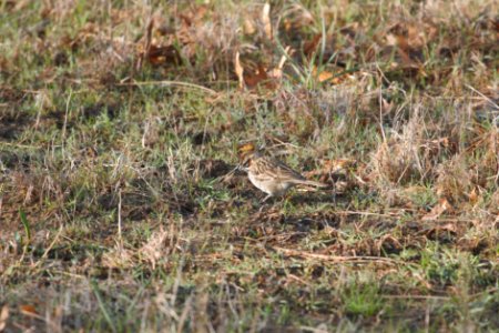 IMG 5630c Lark Sparrow Pembroke Savannah Kankakee Co IL 10-11-2017 photo