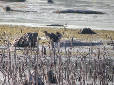 DSCN8624c Hooded Merganser LaSalle FWA IN 7-5-2017