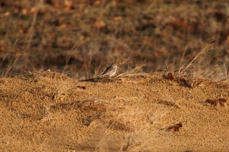 IMG 5624c Lark Sparrow Pembroke Savannah Kankakee Co IL 10-11-2017