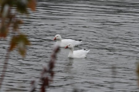 IMG 3295c Snow Goose Beckman Park Kankakee IL 11-18-2018