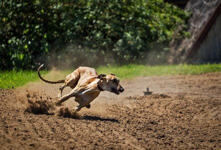 Mammal my favorite running