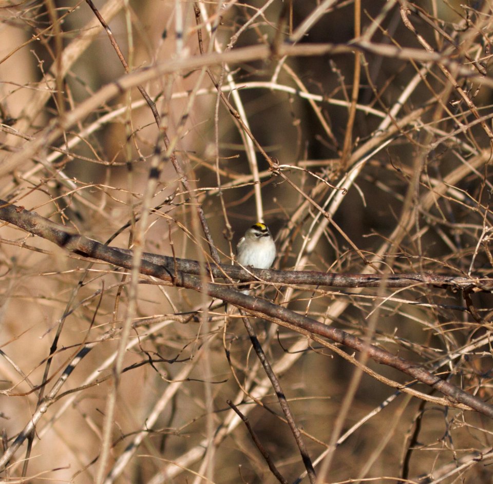 IMG 4110c Golden-crowned Kinglet LeVasseur Park - Perry Farm Kankakee IL 2-15-2017