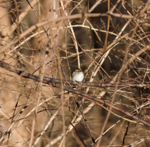IMG 4110c Golden-crowned Kinglet LeVasseur Park - Perry Farm Kankakee IL 2-15-2017
