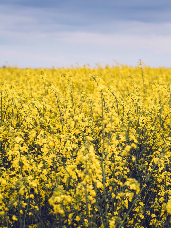 Field yellow flowers nature