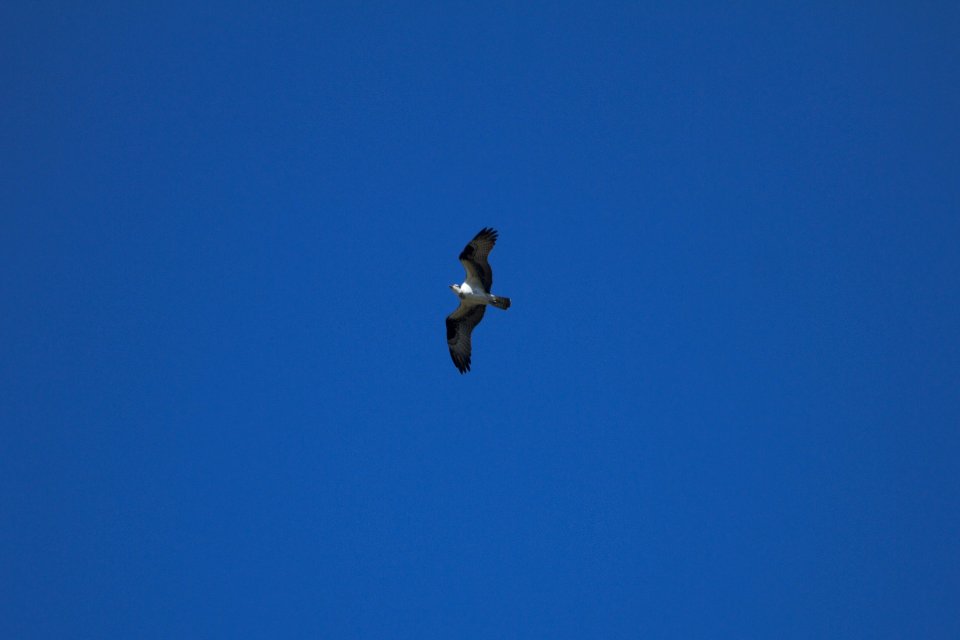IMG 5974c Osprey Hse Kankakee IL 4-20-2017