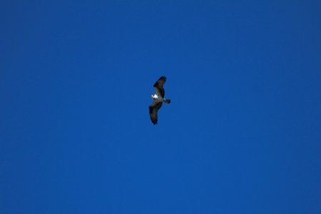 IMG 5974c Osprey Hse Kankakee IL 4-20-2017