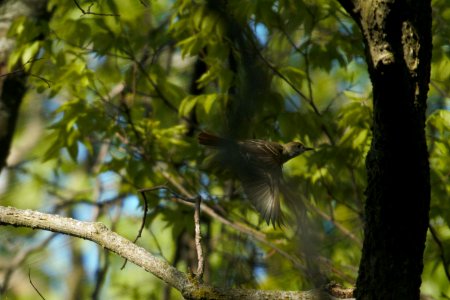 IMG 6566c Great Crested Flycatcher LeVasseur Park Kankakee IL 5-8-2017 photo