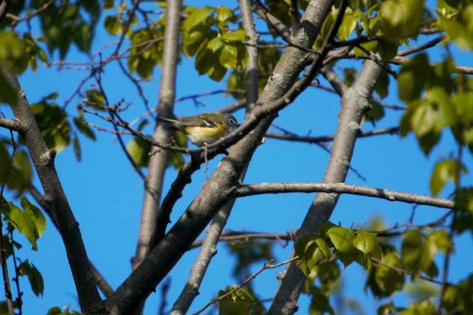IMG 6580c Blue-headed Vireo LeVasseur Park Kankakee IL 5-8-2017