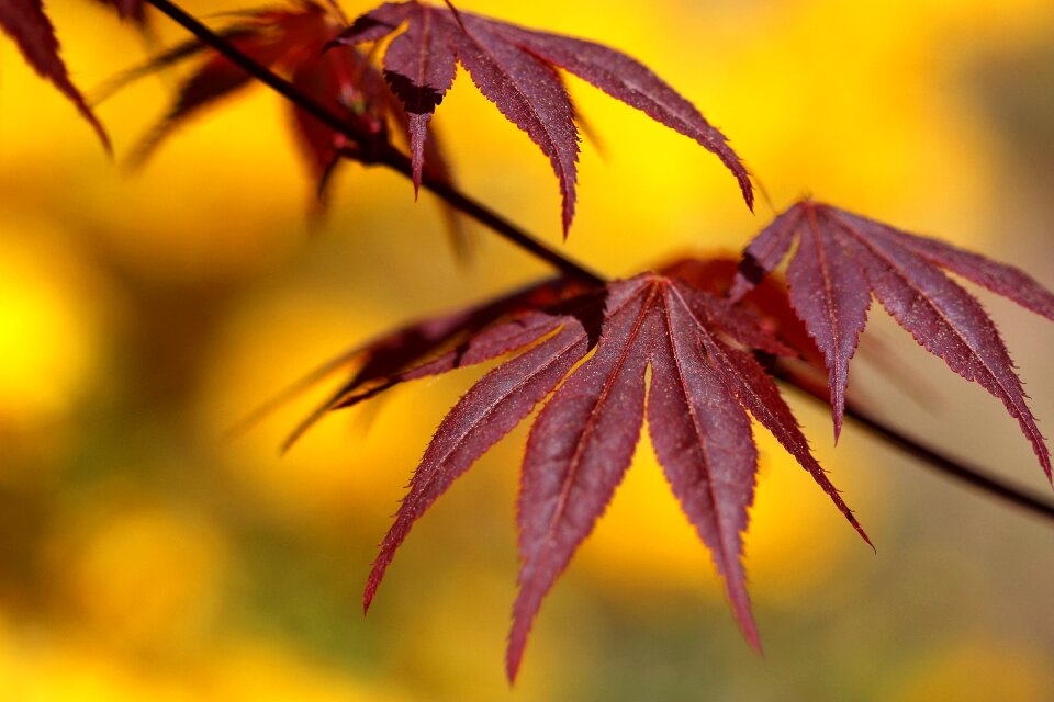 Maple autumn foliage
