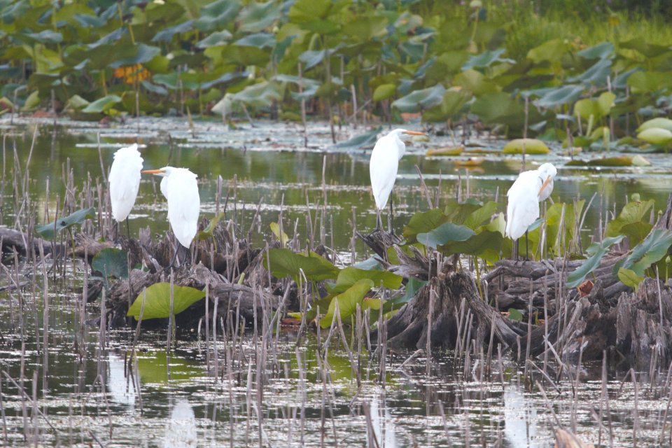 IMG 0349c Great Egret LaSalle FWA-IN 8-18-2017
