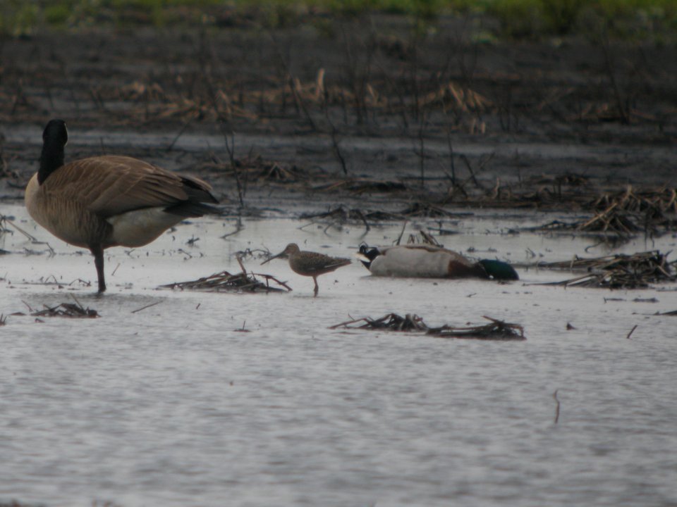DSCN0014c LB Dowitcher TNC Kankakee Sands IN 4-28-2017jpg