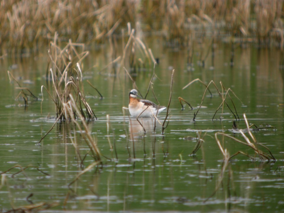 IMG 0052c Wilson's Phalarope Aroma Park IL 4-28-2017