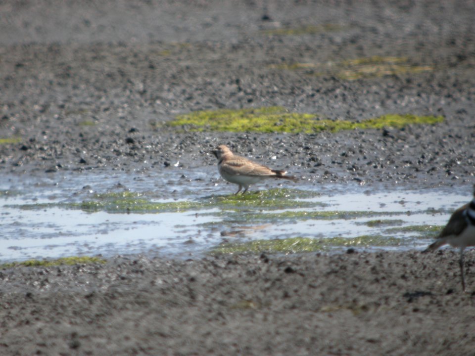 DSCN8498c Horned Lark Willowhaven Area Kankakee Co IL 6-13-2017 photo