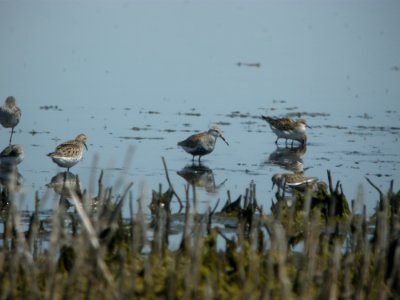 DSCN8337c Dunlin Willowhaven Area Kankakee Co IL 6-2-2017