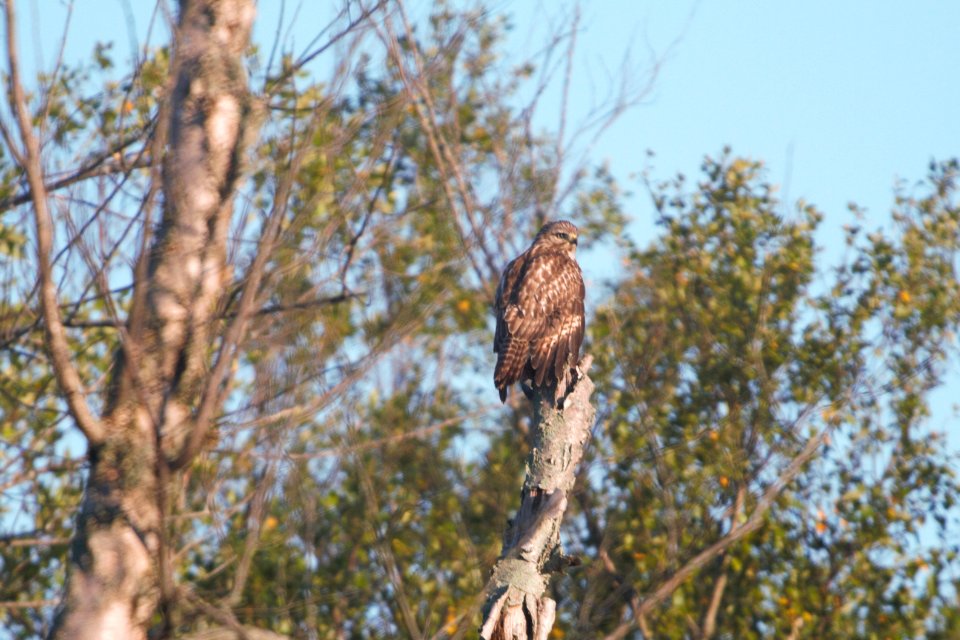 IMG 0087c Red-shouldered Hawk LaSalle FWA IN 8-5-2017