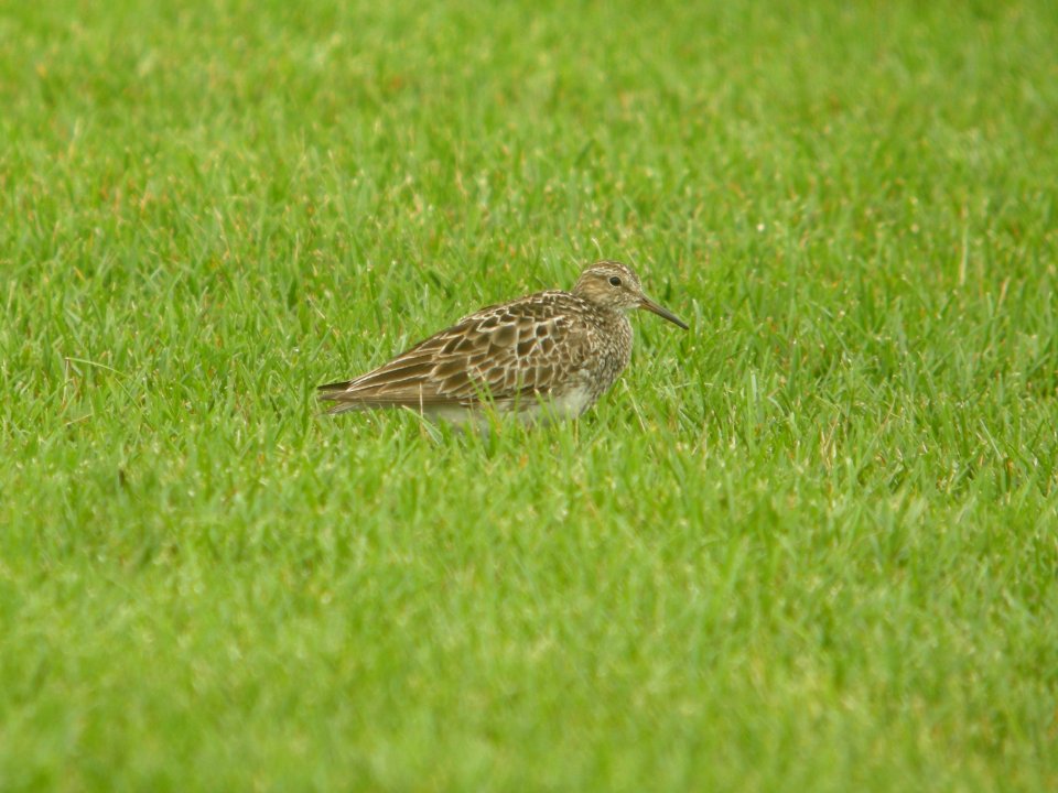 DSCN8790c Pectoral Sandpiper H & E Sod Farm Momence IL 7-22-2017