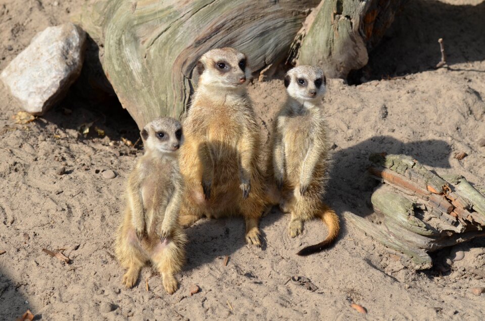 Sweet cute animals