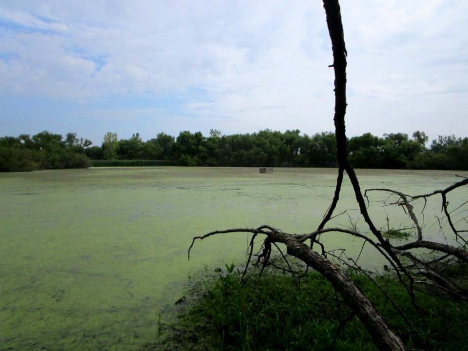 IMG 2297 Whispering Willows Kankakee Co IL 7-28-2016
