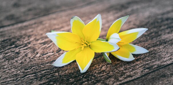 Flowers yellow-white wood