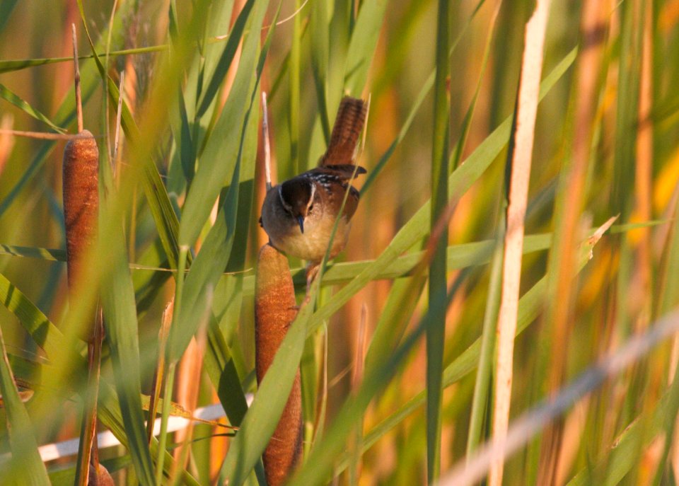 IMG 9763cg Marahs Wren Whispering Willows Area Kankakee Co IL 10-7-2016
