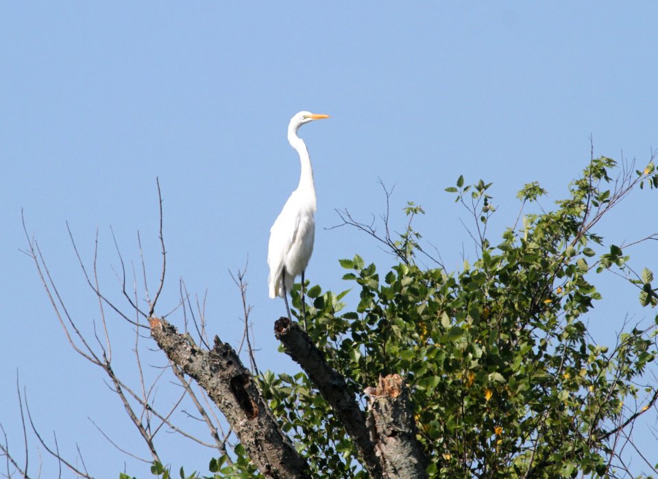 IMG 8528c Great Egret LaSalle FWA IN 8-2-2016