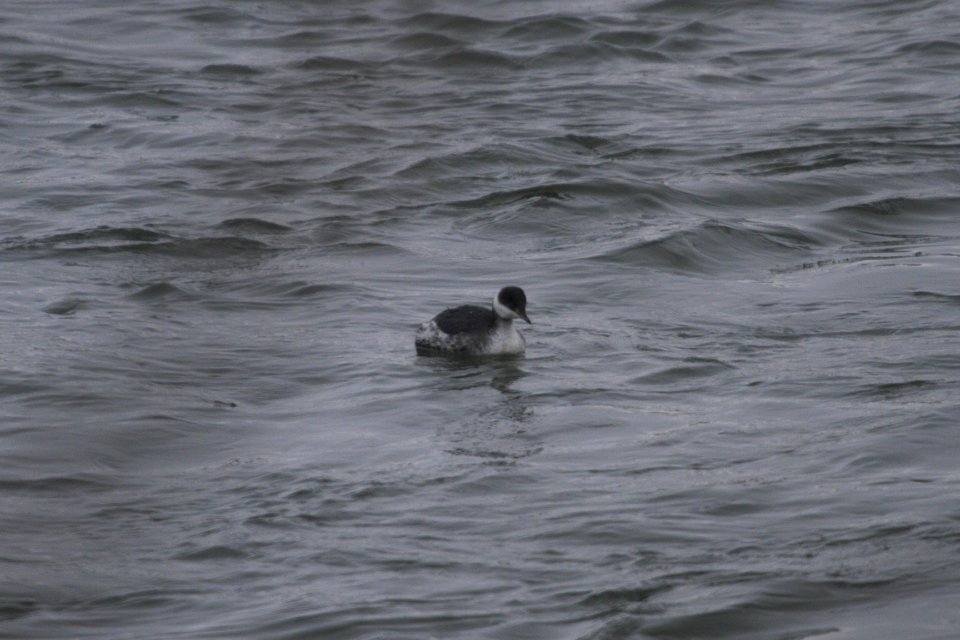 IMG 7632c Horned Grebe Dam Kankakee IL 2-10-2018