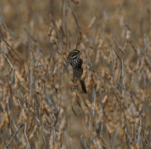IMG 9453c Savannah Sparrow Whispering Willows Area Kankakee Co IL 9-28-2016
