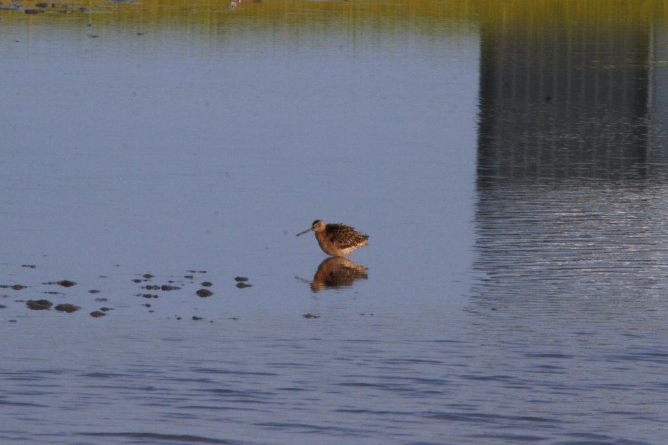 IMG 1236c Short-billed Dowitcher Willowhaven Area Kankakee Co IL 8-5-2018