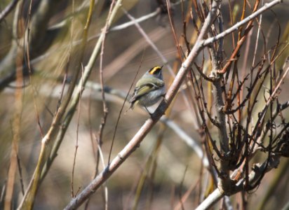 IMG 5220c Golden-crowned Kinglet Whispering Willows Kankakee Co IL 4-1-2017