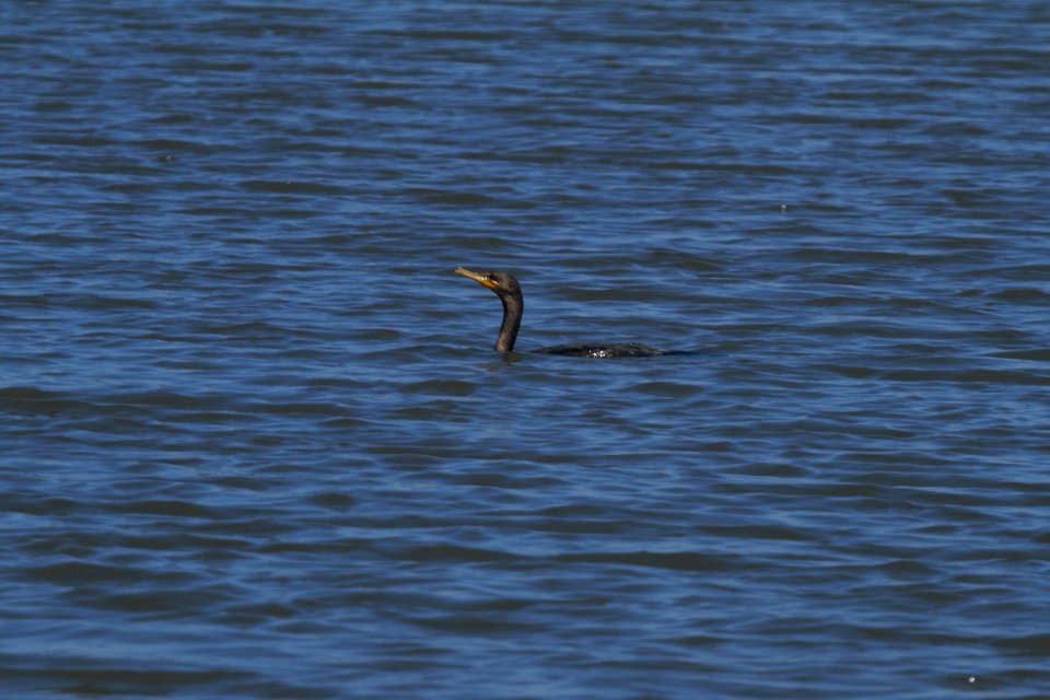 IMG 8048c Double-crested Cormorant Willowhaven Area Kankakee Co IL 7-6-2017