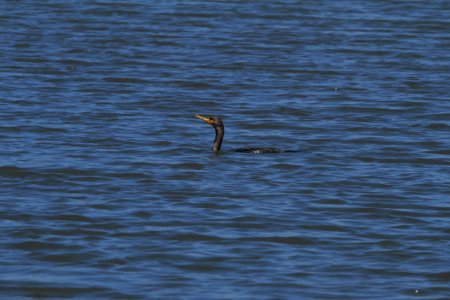IMG 8048c Double-crested Cormorant Willowhaven Area Kankakee Co IL 7-6-2017