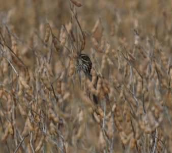IMG 9455c Savannah Sparrow Whispering Willows Area Kankakee Co IL 9-28-2016