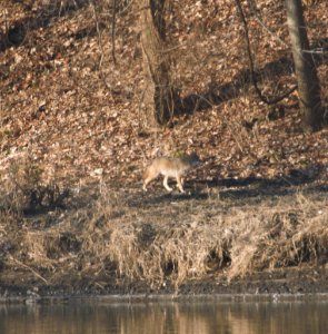 IMG 3951c Coyote LeVasseur Park Kankakee IL 2-5-2017