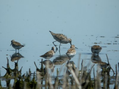 DSCN8326c Stilt Sandpiper Willowhaven Area Kankakee Co IL 6-2-2017 photo