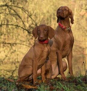 Dog vizsla sitting