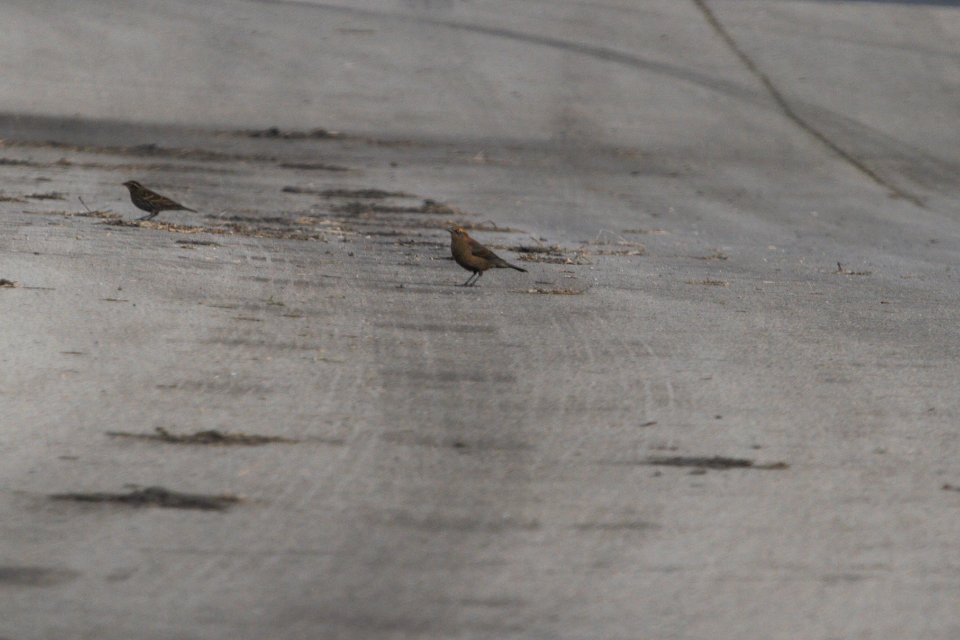 IMG 0795c Rusty Blackbird Whispering Willows Area Kankakee Co IL 10-29-2016