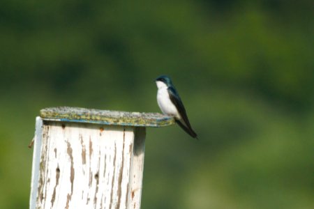 IMG 7126c Tree Swallow Heiland FP Kankakee Co IL 5-26-2017