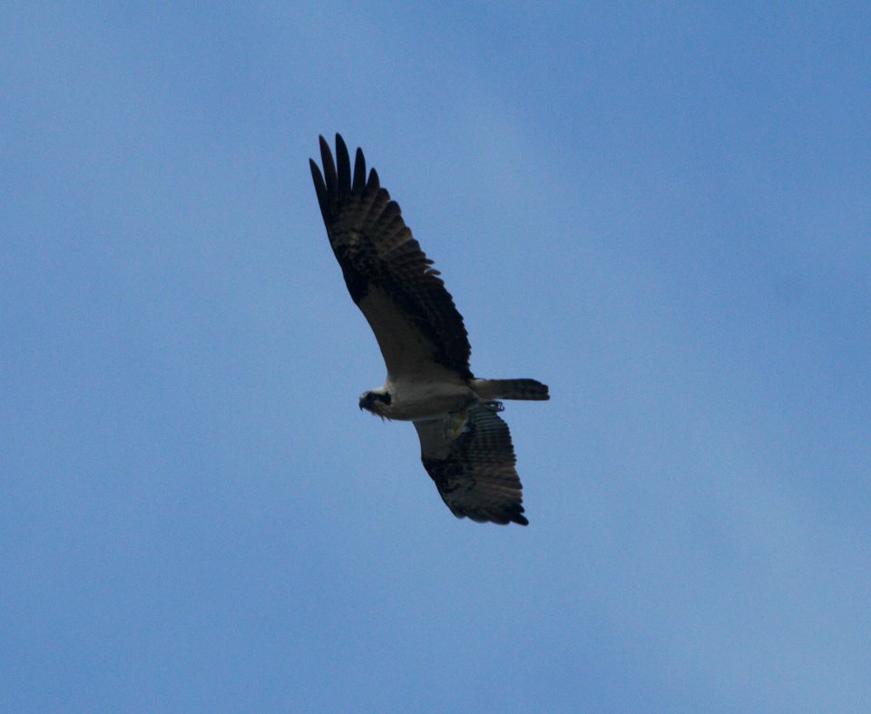 IMG 9289c Osprey Whispering Willows Area Kankakee Co IL 9-26-2016